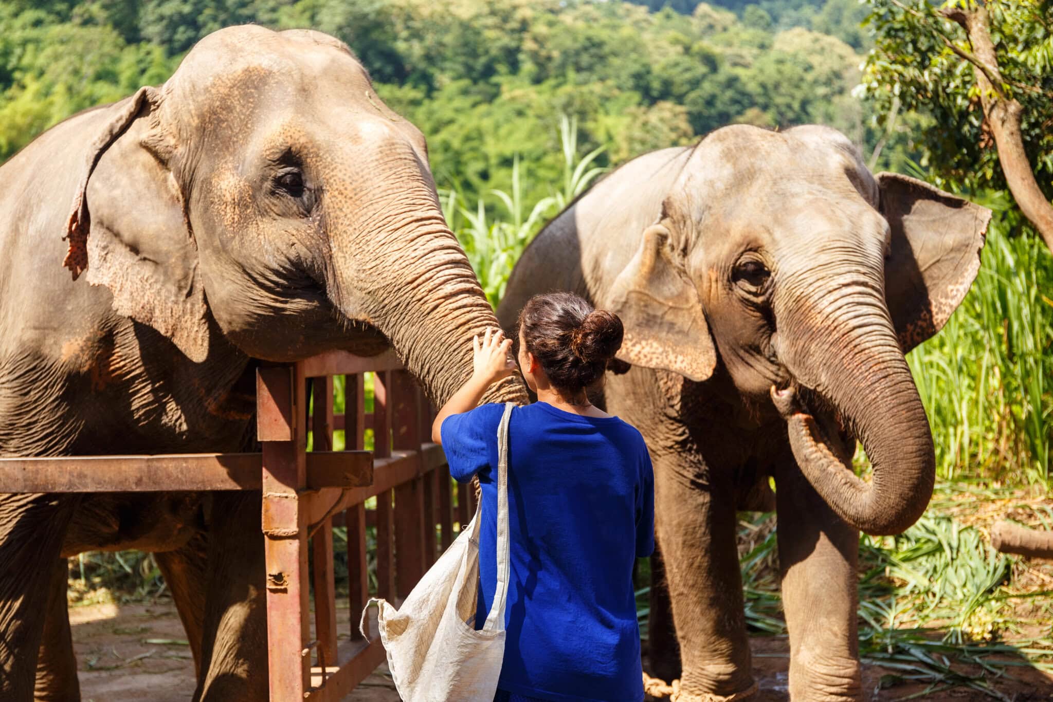 elephant at sanctuary in Chiang Mai